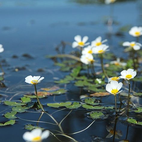 how to plant water crowfoot ranunculus aquatilis Rivercore Aesthetic, Rush Plant, River Plants, Aqua Plants, Seeds Benefits, Water Witch, Live Aquarium Plants, Pond Life, Live Aquarium