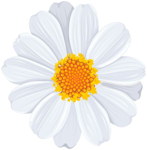 White Flower Pictures, White Flower Png, Daisy Clipart, Flower Clipart Png, Daisy Image, Flower Transparent, Flowers Daisies, Daisy Art, Rock Garden Design