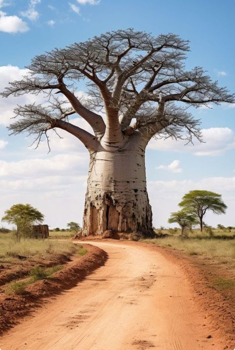 Boab Tree, Adansonia Digitata, African Tree, African Landscape, Baobab Tree, Afrique Art, Giant Tree, Old Trees, Africa Art