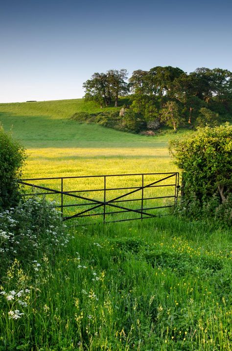 Pasture at Dawn | Flickr - Fotosharing! Matka Natura, Green Field, Green Pasture, Country Scenes, Country Farm, English Countryside, Morning Light, Lush Green, Country Living