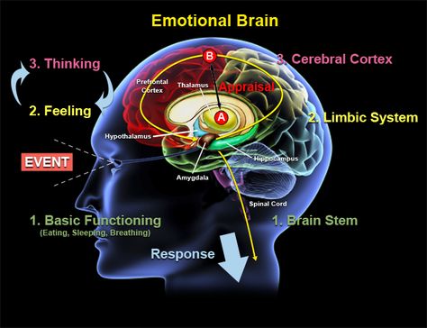 Brain Based Learning, Cerebral Cortex, Limbic System, Brain Stem, The Human Brain, Student Behavior, Spectrum Disorder, Brain Activities, Brain Development