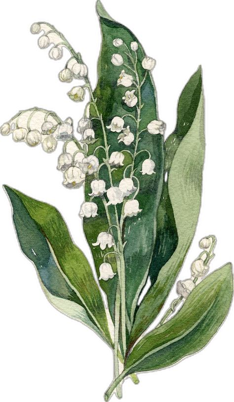 Lily of the Valley illustration by Robin Clugston. This was a commissioned piece. Lily Of The Valley Craft, Lily Of The Valley Illustration, Lily Of The Valley Aesthetic, Lily Of The Valley Watercolor, Lily Of The Valley Drawing, Valley Illustration, Lily Of The Valley Art, Lily Of Valley, Card Collage