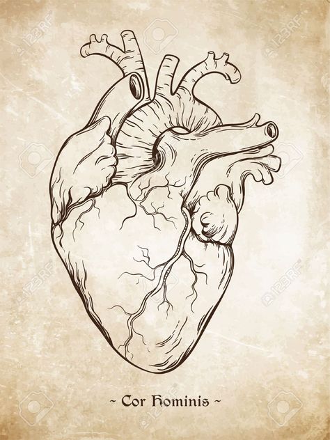 Heart Anatomy Drawing, Anatomical Heart Drawing, Human Heart Drawing, Anatomical Heart Art, Anatomical Heart Tattoo, Vintage Tattoo Design, The Human Heart, Heart Sketch, Heart Illustration