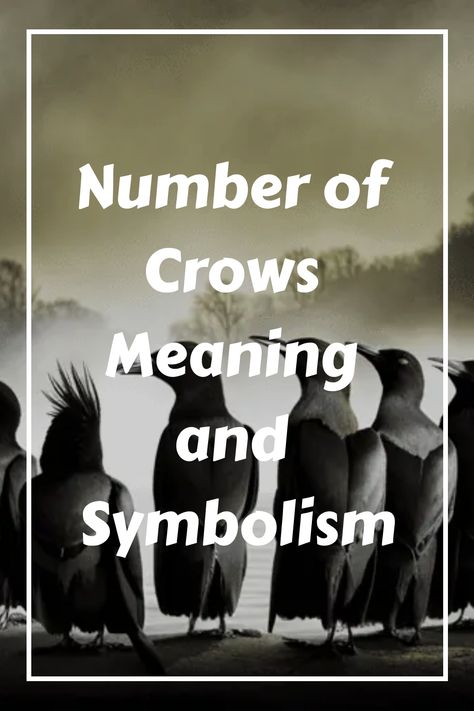 Have you ever noticed a group of crows gathered together and wondered what it meant? Or perhaps you’ve seen a lone, solitary crow perched on a nearby tree branch and pondered the mysterious symbolism associated with this bird. Like many other animals, crows have become symbolic of negative and positive elements in different cultures worldwide, making them an interesting topic to explore. In this blog post, we will try to unlock some of the secrets behind crows and their meaning in different amo Four Crows Meaning, 10 Crows Meaning, Crows Number Meaning, 7 Crows Meaning, Crow Sightings Meaning, Crows Meaning Symbols, Two Crows Meaning, Seeing 4 Crows Meaning, One Crow Meaning