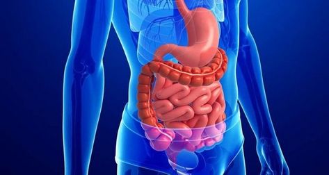 Gastrointestinal tract Colon Health, Eric Berg, Learning Stations, Body Scanning, Cleanse Your Body, Detox Water, Digestion Problems, Digestive System, Health Supplements