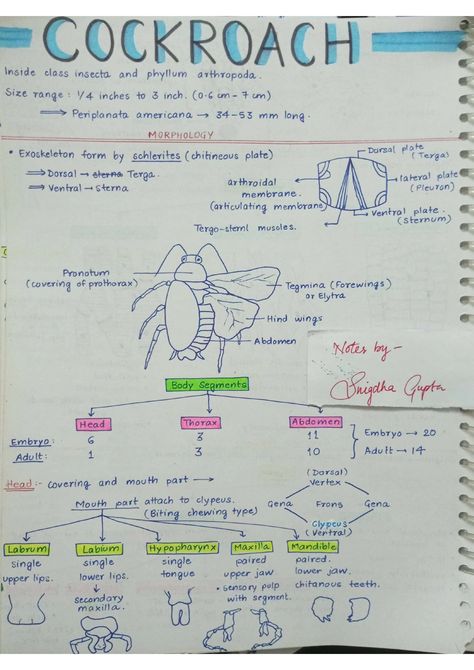 Cockroaches - Biology Short Notes 📚 Cockroach Notes Neet, Neet Short Notes, Neet Biology Notes, Zoology Notes, Ncert Biology, Biology Class 11, Snapchat Emojis, Neet Notes, Learn Biology