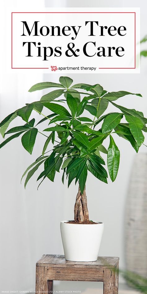 Money Tree Plant Care - Growing Plants Indoors | Apartment Therapy Money Tree Plant Care, Centsational Style, Money Tree Plant, Pachira Aquatica, Lucky Plant, Flower Pot Design, Indoor Plant Care, Money Plant, Growing Plants Indoors