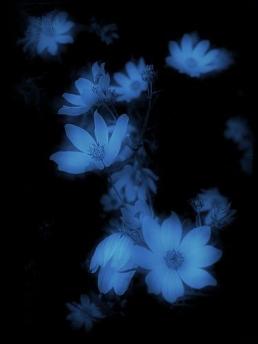 . Blue Wallpaper Flower, Midnight Blue Flowers, Dark Blue Flowers Aesthetic, Light Blue And Dark Blue Aesthetic, Dark Blue Artwork, Wallpaper Blue Flowers, Black And Blue Flowers, Dark Blue Colour, Dark Blue Flowers Wallpaper