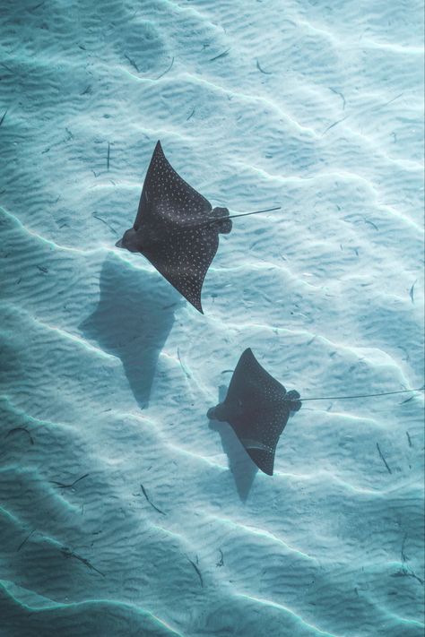 Sting Ray Aesthetic, Beach Textiles, December Tattoo, Sting Rays, Ocean Images, Eagle Ray, Wallpaper Iphone Boho, Whale Sharks, Beautiful Sea Creatures