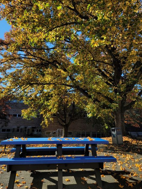 fall american high school aesthetic courtyard tree nature High School Aesthetic American, High School Courtyard, Aesthetic Courtyard, American High School Aesthetic, American School Aesthetic, Courtyard Tree, School Courtyard, High School Aesthetic, Inktober 2024