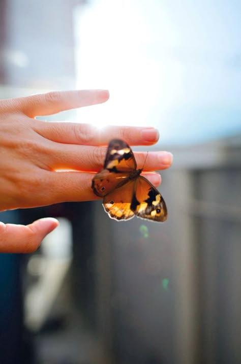 Holding A Butterfly, Like A Butterfly, Butterfly Kisses, Butterfly Effect, Hans Christian, The Butterfly, A Butterfly, Beautiful Life, Beautiful Butterflies