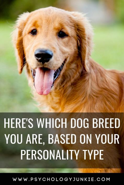 Here's Which Dog Breed You Are, Based On Your Personality Type - Psychology Junkie Enfj Female, Enfp Entp, Intj Infp, Istj Isfj, Infp Intp, Infj Intj, Dog Illnesses, Flea And Tick Spray, Every Dog Breed