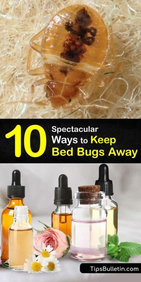 Discover how to keep bed bugs away with essential oils and cleaning methods like vacuuming. Plus, learn how to identify and kill bed bugs. Bed Bugs Essential Oils, What Kills Bed Bugs, Bed Bug Remedies, Get Rid Of Bed Bugs, Lip Lightening, Kill Bed Bugs, Rid Of Bed Bugs, Bed Bug Bites, Fly Repellant