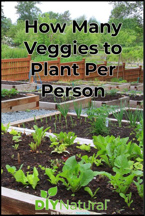 How Many Green Bean Plants Per Person, How Many Vegetables To Plant Per Person, Possum Proof Vegetable Garden, How Much To Plant Per Person For A Year, How Many Plants Per Person, How To Set Up A Garden, How Much To Plant Per Person, Plants Per Person, Community Garden Design