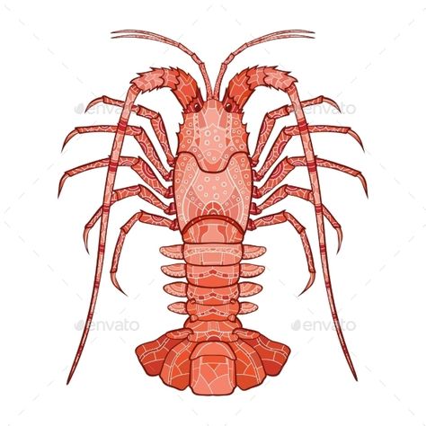 Lobster Pictures, Lobster Illustration, Spiny Lobster, Aquatic Art, Royalty Free Clipart, Wild Animals Pictures, Tshirt Design Inspiration, Wood Burning Patterns, Fish Drawings