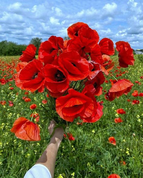 Poppies Aesthetic, Poppy Aesthetic, Poppy Bouquet, Strange Flowers, Camera Art, Beautiful Rose Flowers, Beautiful Flowers Pictures, Flower Bouquet Wedding, Poppy Flower