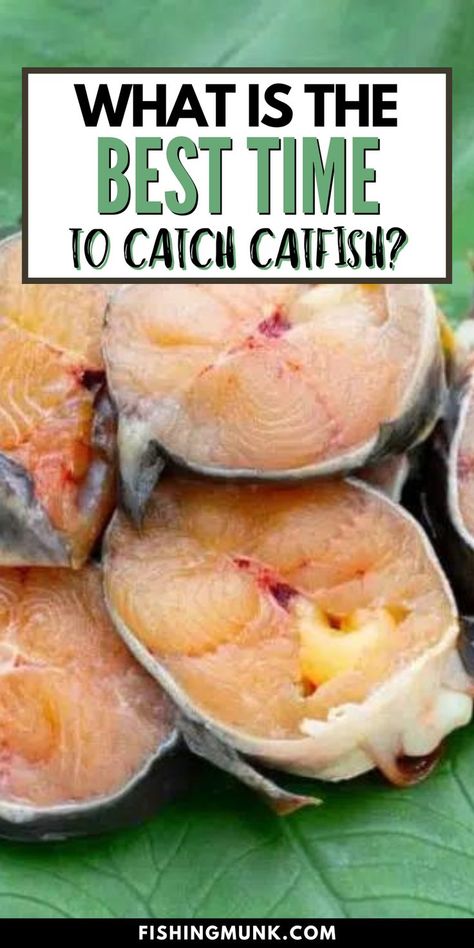 There are specific time frames within the day that prove to be the best windows for guaranteed catfish catch. If you’re wondering what these time frames are, don’t worry, we’ve got you covered. Here we explain the best time to go catfishing for any day and any season is. Catfishing Rigs, Catfish Trap, Homemade Catfish Bait, Best Catfish Bait, Best Bass Fishing Lures, Surf Fishing Rigs, Emergency Hacks, How To Catch Catfish, Fishing Tricks