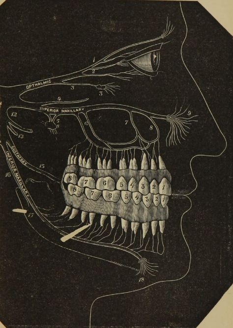 Dental Wallpaper, Teeth Aesthetic, Dentist Art, Medical Drawings, Teeth Drawing, Dental World, Dental Aesthetics, Dental Videos, Dental Photography