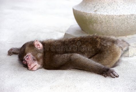 Monkey Reaction Pic, Monkey Sleeping, Monkey Types, Reaction Pic, Animal Portraits Art, Pet Monkey, Primates, Deep Sleep, Jungle Animals