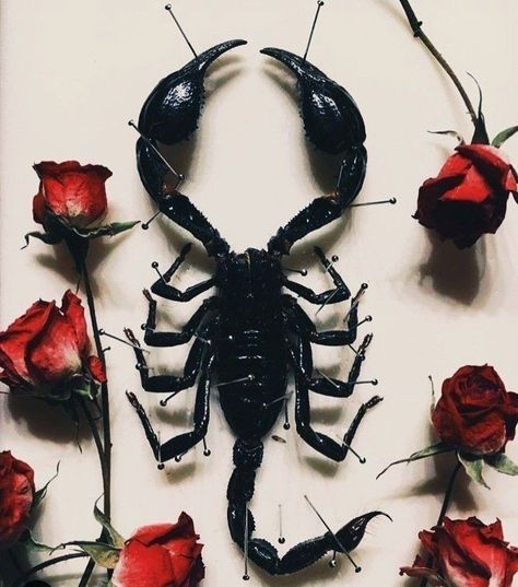 Scorpion Aesthetic, Mercury In Aquarius, Aesthetic Animals, Scorpio Art, Arachnids, Animal Wallpaper, Animal Tattoos, Grunge Aesthetic, Yoga Teacher