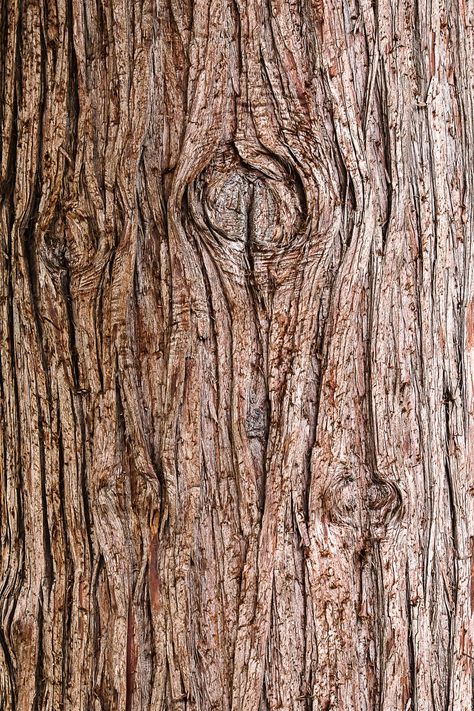 Thanks to @mitchell_luo for making this photo available freely on @unsplash 🎁 Tree Bark Wallpaper, Carnival Birthday Party Theme, Birthday Invitation Card Template, Tree Bark Texture, Brown Tree, Birthday Invitation Card, Birthday Card Template, Wood Post, Close Up Photography