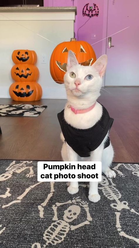 Cat Halloween Photoshoot, Cat Photo Shoot, Cat Pumpkin, Halloween Photoshoot, Pumpkin Head, Cat Rescue, Cat & Jack, Halloween Cat, Cat Photo