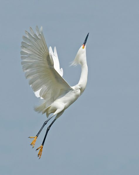 Snowy Egret. Photo: Judy Lynn Malloch/Audubon Photography Awards Crane Dance, Snowy Egret, Bird Flying, Herons, Funny Birds, Nature Birds, Bird Pictures, Exotic Birds, Pretty Birds