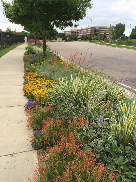 Hotter than hell Landscaping Near Road, Hellstrip Landscaping Drought Tolerant, Parkstrip Landscaping Ideas, Streetside Landscaping, Planting Plan Landscape Architecture, Hell Strip Landscaping, Hellstrip Landscaping, Parkway Landscaping, Curbside Landscaping