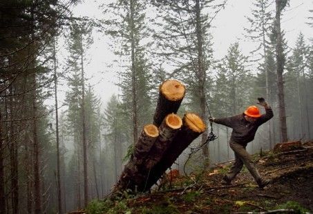 Logging Industry, Green Jobs, Dangerous Jobs, Green Pasture, Tree Hugger, Work Smarter, Endangered Species, Early Years, National Forest