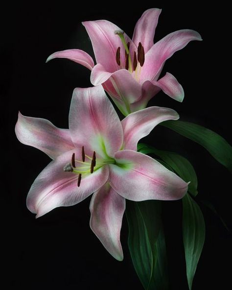 Pretty Flowers Pictures, Jiddu Krishnamurti, Macro Flower, Stargazer Lily, Dark Flowers, Nothing But Flowers, African Violets, Lily Flower, Exotic Flowers