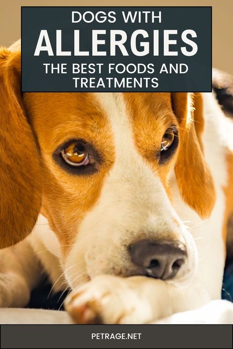 As a dog owner, it can be heartbreaking to see your pup suffering from allergies. Just like humans, dogs can experience allergic reactions to certain foods or environmental factors. The good news is that there are plenty of options available when it comes to managing your dog's allergies. In this article, we will discuss the best food and treatments for dogs with allergies. What To Give Dogs For Allergies, Natural Remedies For Dog Allergies, Homemade Dog Food For Allergies Itch Relief, Dog Food Allergy Diet, Best Dog Food For Allergies, Dog Treats For Allergies, Dog Allergy Remedies, Dog Food For Skin Allergies, Food For Dogs With Allergies