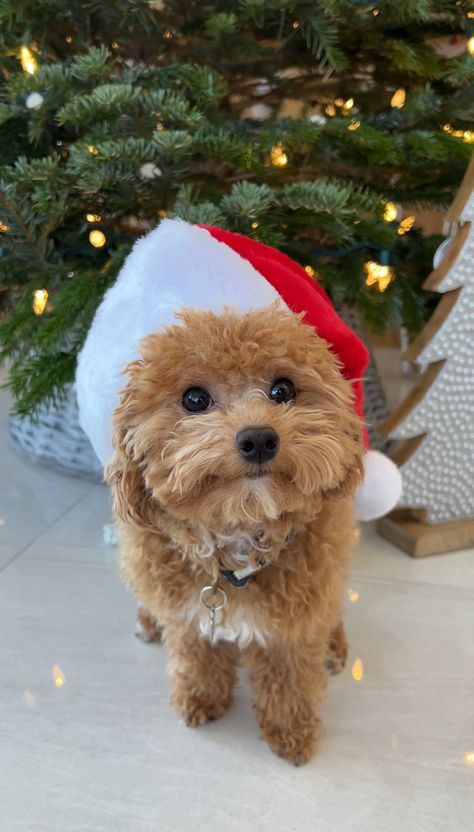 Teacup poodle Teddy Bear pup next to Christmas tree. Christmas idea Teddy Bear Poodle, Christmas Poodle, Brown Poodle, Teacup Poodles, Poodle Christmas, Dog Christmas Photos, Small Dog Accessories, Teacup Poodle, Christmas Pets