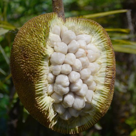 Fruits And Vegetables Images, Giant Vegetable, Weird Fruit, Strange Fruit, Asian Countries, Fruit Cups, Tropical Fruits, Best Fruits, Delicious Fruit