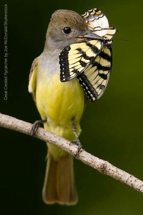 Great crested flycatcher Colourful Birds, Bird Eating, Photo Animaliere, Kinds Of Birds, Yellow Bird, All Birds, Exotic Birds, Pretty Birds, Bird Photo