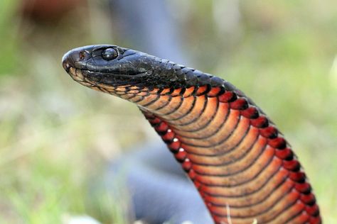 Dangerous Snakes, Mojave Rattlesnake, Inland Taipan, Indian Cobra, Sea Snake, Venomous Snakes, Snake Wallpaper, Boa Constrictor, Small Snakes