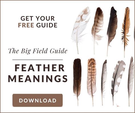 Brown Feather Meaning: Read This When You Find One Feather Meanings Symbols, Eagle Feather Meaning, Brown And White Feather Spiritual Meaning, Brown Feather Meaning, White Feather Meaning, Black Feather Meaning, Feather Color Meaning, Blue Jay Feather, Finding Feathers