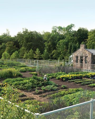 Vegetable garden Martha's vegetable garden measures 90 by 150 feet, and its rows are oriented from north to south to take full advantage of the sun. A 7-foot-tall metal fence keeps creatures both large and small away from the tempting produce growing within. Garden Prepping, Garden Layouts, Garden Layout Vegetable, Garden Plan, Potager Garden, Backyard Vegetable Gardens, Flower Tree, Home Vegetable Garden, Garden Guide