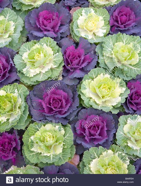 Kale Garden, Cabbage And Kale, Purple Beans, Purple Cauliflower, Ornamental Kale, Royal Purple Color, Ornamental Cabbage, Garden Care, Companion Planting