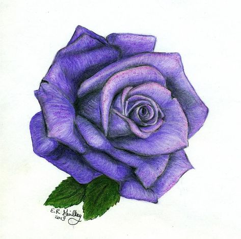 Purple Drawing, Drawing Purple, Tattoo White, Black And Red Roses, Small Drawing, Rose Drawing Tattoo, Animal Rabbit, Rose Sketch, Drawing Flowers