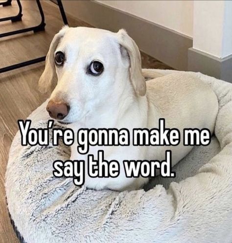 just a cute doggy. 🤭🫶 #random #Random #amreading #books #wattpad Inspirational Horse Quotes, In Memes, Silly Dogs, White Dog, Dog Memes, What’s Going On, Funny Me, Funny Laugh, Mood Pics