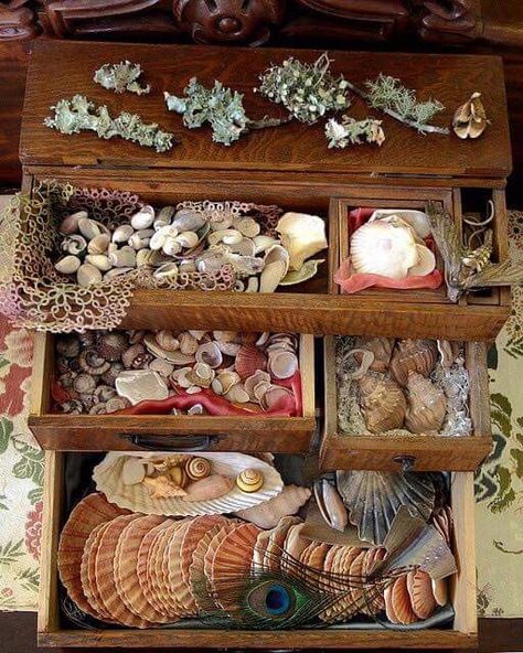 Mermaid Cave, Cave Bedroom, Nautical Aesthetic, Sea Gifts, Ocean Treasures, Mermaid Aesthetic, Shell Collection, She Sells Seashells, Sea Witch