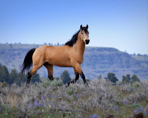 Buckskin Mustang Horse, Kiger Mustang Horse, Buckskin Mustang, Mustangs Horse, Wild Mustang Horses, Rescue Horse, Mustang Horses, Kiger Mustang, Spirit The Horse