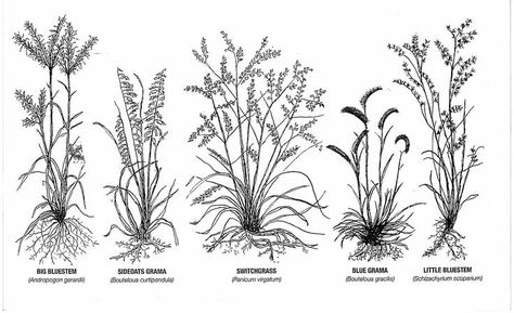 Grass Tattoo Design, Prairie Tattoo, Grass Tattoo, Wildflowers Drawing, Grass Drawing, Grass Species, Prairie Planting, Prairie Flower, Alpine Flowers