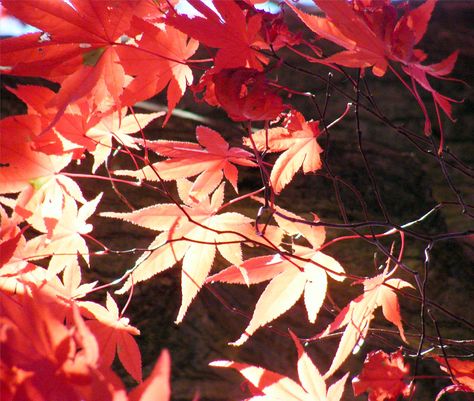 Hualian Aesthetic, Red Leaves Aesthetic, Maple Leaves Aesthetic, Sunny Moodboard, Maple Leaf Aesthetic, Maple Aesthetic, Kazuha Aesthetic, Moodboard Red, Red Moodboard