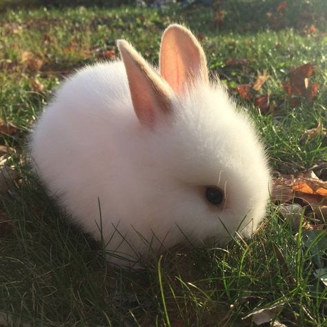 Cute Bunny Pictures, Bunny Pictures, Pet Bunny, Pets 3, Pretty Animals, Fluffy Animals, Cute Animal Photos, Baby Bunnies