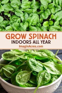 Spinach is a cool season crop that adapts well to indoor growing conditions, including cooler winters, and air-conditioned summers. Given its compact size, and love of cooler temperatures, spinach is a great choice for indoor gardening. Learn how you can grow spinach indoors all year. Grow Spinach Indoors, How To Grow Spinach, Indoors Garden, Grow Spinach, Gemüseanbau In Kübeln, Regrow Vegetables, Growing Spinach, Growing Vegetables In Pots, Indoor Vegetables