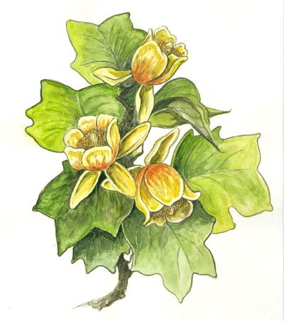 Liriodendron Tulipifera, Tulip Tree, Clematis Flower, Indiana State, Deciduous Trees, Tree Drawing, Witchy Woman, Botanical Drawings, Drawing Lessons