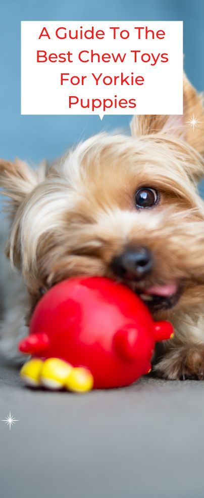 If you are looking for the best chew toys for yorkie puppies, this is a detailed guide especially for you. Yorkies are active dogs that love playing, catching, and hunting. That is why you have to use their energy in a good way instead of messing around the house. The best thing to invest this energy is through the yorkshires toys including chewing toys. Toy Yorkie, Cow Hooves, Puppy Starter Kit, Best Treats For Dogs, Teacup Yorkie Puppy, Active Dogs, Puppy Cut, Rope Dog Toys, Yorkie Puppies