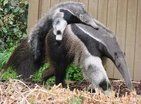 Amazon Rainforest Animals, Giant Anteater, Strange Animals, Rainforest Animals, Amazing Animal Pictures, Very Cute Dogs, Interesting Animals, Animal Antics, Incredible Creatures