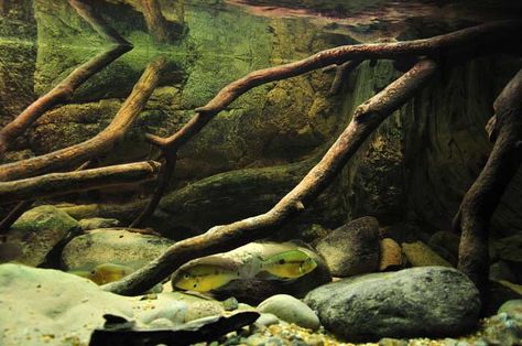 River bottom-ish aquarium River Aquarium, Hardscape Aquarium, 125 Gallon Aquarium, Office Aquarium, American Cichlid, Biotope Aquarium, Tropical Fish Tanks, Fishing Room, Nano Aquarium